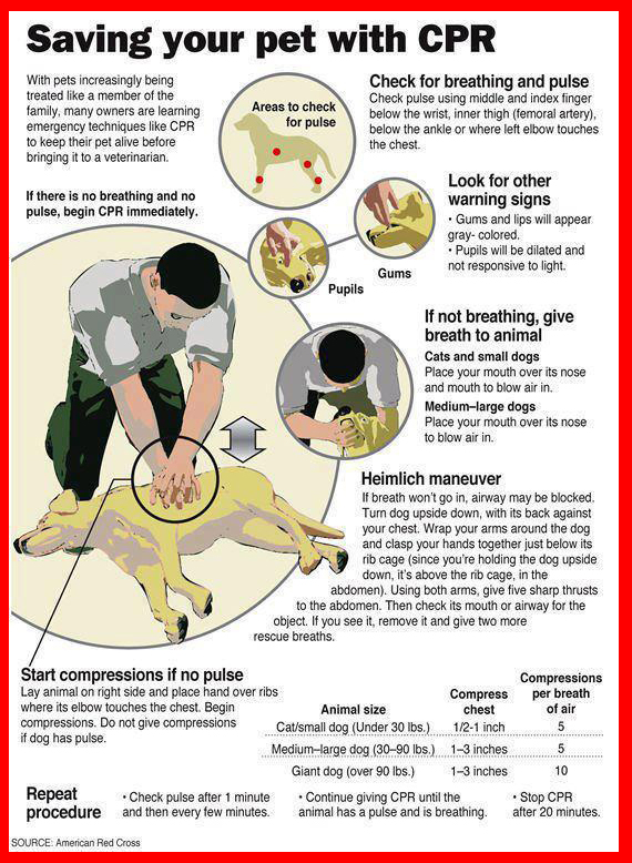 CPR For Your Dog