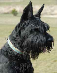 AzzumA Giant Schnauzers